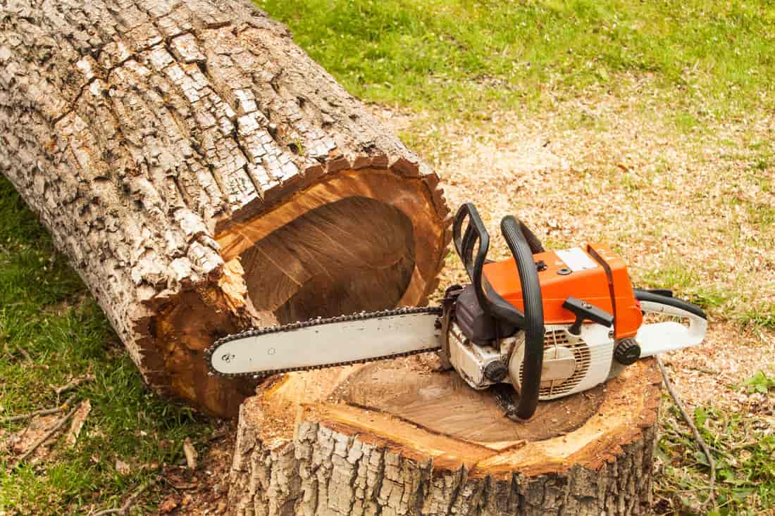 Tree services